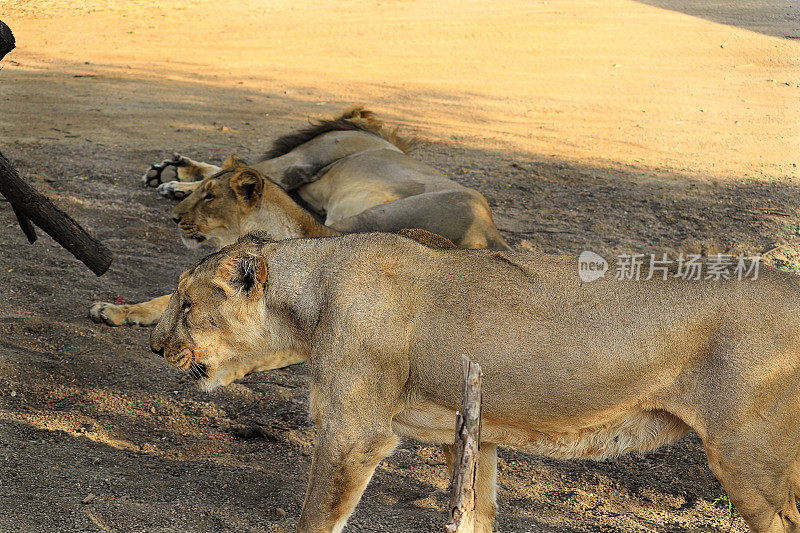 亚洲狮科，狮(Panthera leo persica)亚洲狮是美洲豹。它的活动范围仅限于印度古吉拉特邦的吉尔国家公园和周边地区。狮子家族在野生动物中休息